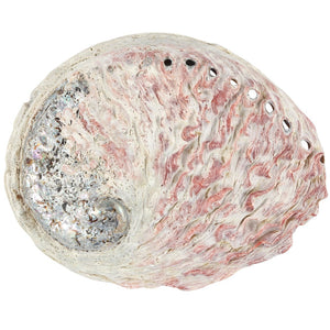 Abalone Shell (12-14cm)