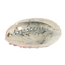 Load image into Gallery viewer, Abalone Shell (10cm)
