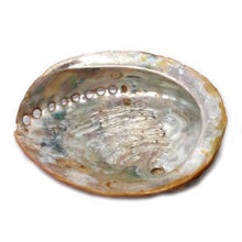 Load image into Gallery viewer, Abalone Shell (12-14cm)
