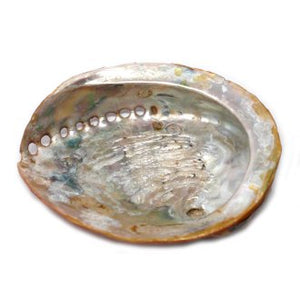 Abalone Shell (12-14cm)